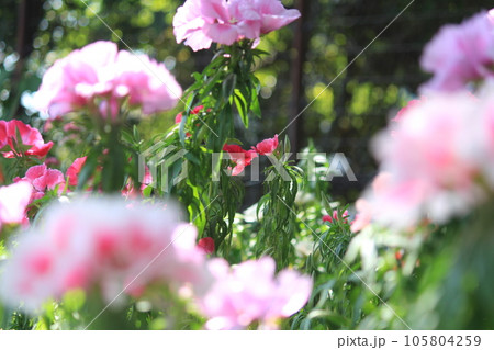 薄いピンクのツツジの花 105804259
