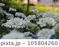薄いピンクのツツジの花 105804260