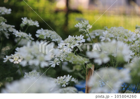 薄いピンクのツツジの花 薄いピンクのツツジの花 105804260