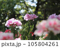 薄いピンクのツツジの花 105804261