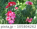 薄いピンクのツツジの花 105804262