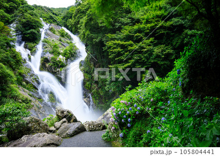 紫陽花と見帰りの滝 佐賀県唐津市 紫陽花と見帰りの滝 佐賀県唐津市 105804441