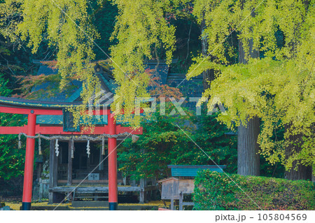 京都市北区岩戸落葉神社で晩秋の黄色に色づいたイチョウを撮影 105804569