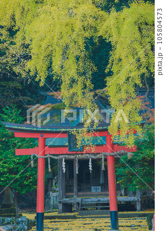 京都市北区岩戸落葉神社で晩秋の黄色に色づいたイチョウを撮影 京都市北区岩戸落葉神社で晩秋の黄色に色づいたイチョウを撮影 105804573