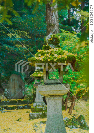 京都市北区岩戸落葉神社で晩秋の黄色に色づいたイチョウを撮影 105804577