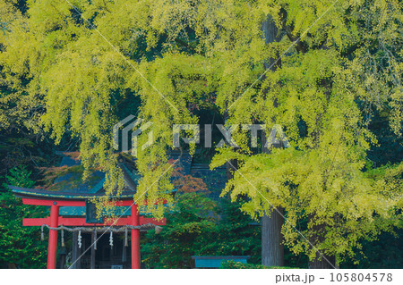 京都市北区岩戸落葉神社で晩秋の黄色に色づいたイチョウを撮影 105804578