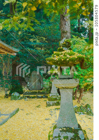 京都市北区岩戸落葉神社で晩秋の黄色に色づいたイチョウを撮影 京都市北区岩戸落葉神社で晩秋の黄色に色づいたイチョウを撮影 105804579