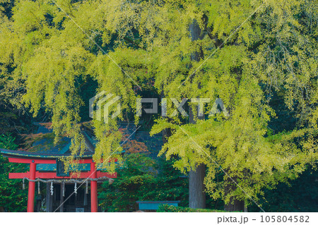 京都市北区岩戸落葉神社で晩秋の黄色に色づいたイチョウを撮影 105804582