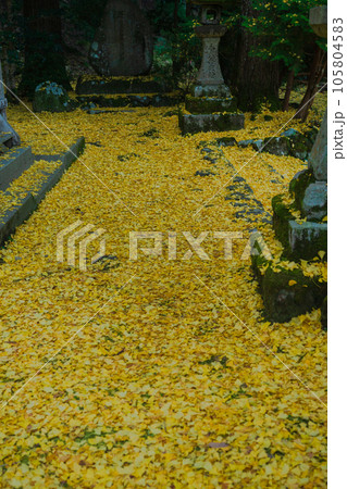 京都市北区岩戸落葉神社で晩秋の黄色に色づいたイチョウを撮影 京都市北区岩戸落葉神社で晩秋の黄色に色づいたイチョウを撮影 105804583