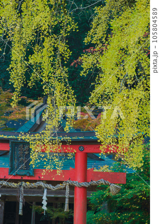 京都市北区岩戸落葉神社で晩秋の黄色に色づいたイチョウを撮影 京都市北区岩戸落葉神社で晩秋の黄色に色づいたイチョウを撮影 105804589