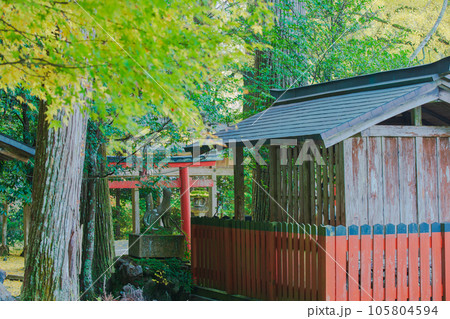 京都市北区岩戸落葉神社で晩秋の黄色に色づいたイチョウを撮影 105804594
