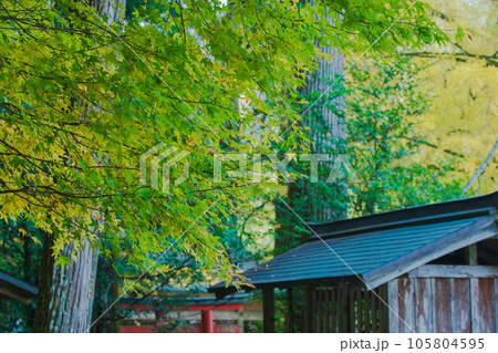 京都市北区岩戸落葉神社で晩秋の黄色に色づいたイチョウを撮影 105804595