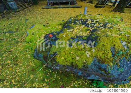 京都市北区岩戸落葉神社で晩秋の黄色に色づいたイチョウを撮影 京都市北区岩戸落葉神社で晩秋の黄色に色づいたイチョウを撮影 105804599