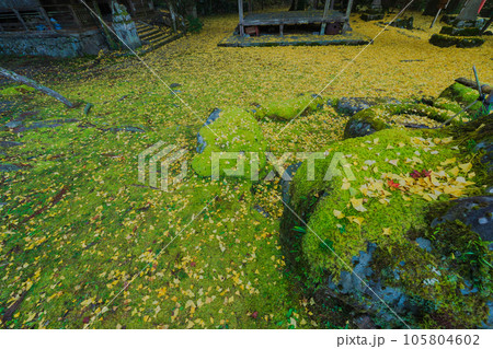 京都市北区岩戸落葉神社で晩秋の黄色に色づいたイチョウを撮影 京都市北区岩戸落葉神社で晩秋の黄色に色づいたイチョウを撮影 105804602