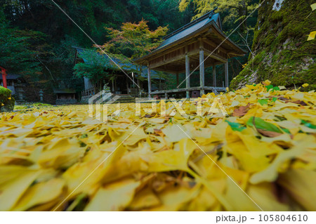 京都市北区岩戸落葉神社で晩秋の黄色に色づいたイチョウを撮影 105804610
