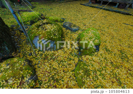 京都市北区岩戸落葉神社で晩秋の黄色に色づいたイチョウを撮影 105804613