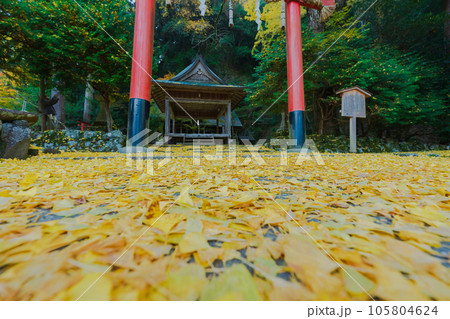 京都市北区岩戸落葉神社で晩秋の黄色に色づいたイチョウを撮影 105804624