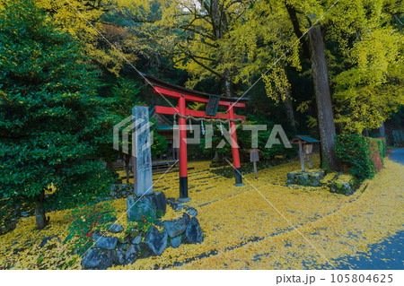 京都市北区岩戸落葉神社で晩秋の黄色に色づいたイチョウを撮影 105804625