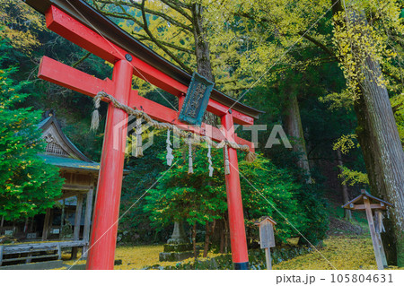 京都市北区岩戸落葉神社で晩秋の黄色に色づいたイチョウを撮影 京都市北区岩戸落葉神社で晩秋の黄色に色づいたイチョウを撮影 105804631