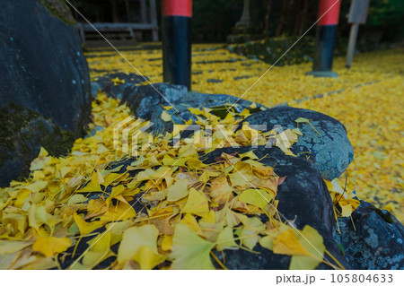 京都市北区岩戸落葉神社で晩秋の黄色に色づいたイチョウを撮影 105804633