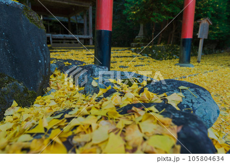 京都市北区岩戸落葉神社で晩秋の黄色に色づいたイチョウを撮影 105804634