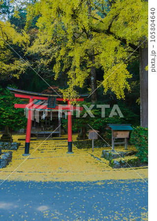 京都市北区岩戸落葉神社で晩秋の黄色に色づいたイチョウを撮影 105804640