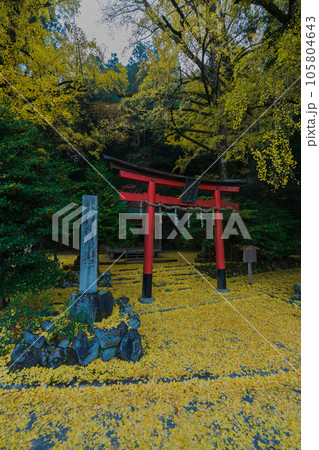 京都市北区岩戸落葉神社で晩秋の黄色に色づいたイチョウを撮影 105804643