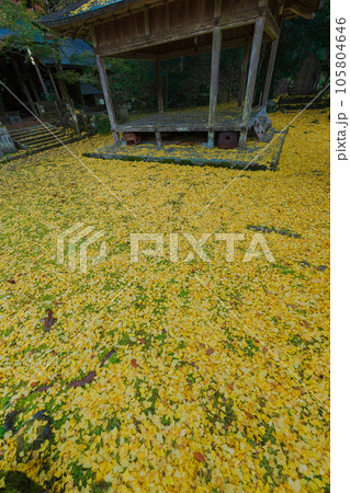 京都市北区岩戸落葉神社で晩秋の黄色に色づいたイチョウを撮影 105804646