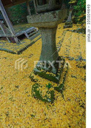 京都市北区岩戸落葉神社で晩秋の黄色に色づいたイチョウを撮影 京都市北区岩戸落葉神社で晩秋の黄色に色づいたイチョウを撮影 105804649