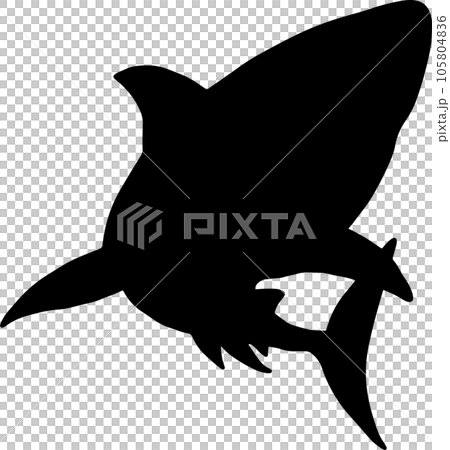 The Shark illustration for wild life or ocean concept 105804836