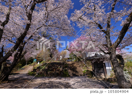 長野県長野市信更町三水　さくらの名所仁王山長勝寺の境内を埋め尽くすソメイヨシノやベニシダレ桜 105804904