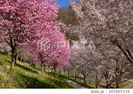 長野県長野市信更町三水 さくらの名所仁王山長勝寺の境内のソメイヨシノやしだれ桜、八重桜など 長野県長野市信更町三水 さくらの名所仁王山長勝寺の境内のソメイヨシノやしだれ桜、八重桜など 105805338