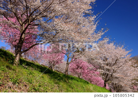 長野県長野市信更町三水 さくらの名所仁王山長勝寺の境内のソメイヨシノやしだれ桜、八重桜など 長野県長野市信更町三水 さくらの名所仁王山長勝寺の境内のソメイヨシノやしだれ桜、八重桜など 105805342