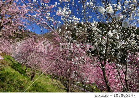 長野県長野市信更町三水 さくらの名所仁王山長勝寺の境内のソメイヨシノやしだれ桜、八重桜など 長野県長野市信更町三水 さくらの名所仁王山長勝寺の境内のソメイヨシノやしだれ桜、八重桜など 105805347