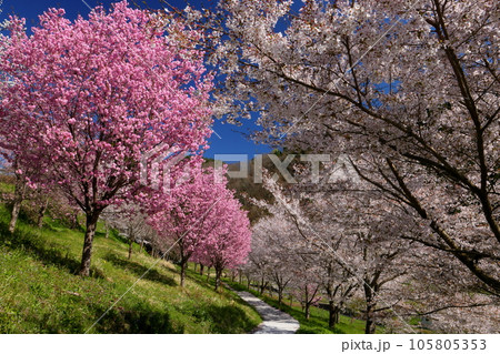 長野県長野市信更町三水 さくらの名所仁王山長勝寺の境内のソメイヨシノやしだれ桜、八重桜など 長野県長野市信更町三水 さくらの名所仁王山長勝寺の境内のソメイヨシノやしだれ桜、八重桜など 105805353