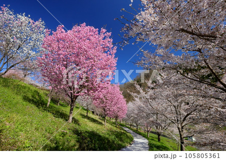 長野県長野市信更町三水　さくらの名所仁王山長勝寺の境内のソメイヨシノやしだれ桜、八重桜など 105805361