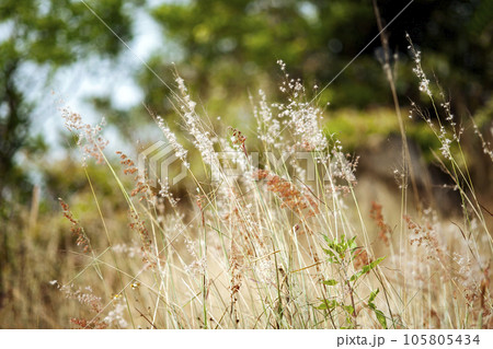 grass flower in the park 105805434