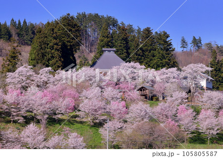 長野県長野市信更町三水 さくらの名所仁王山長勝寺の本堂と境内のソメイヨシノやしだれ桜、八重桜遠景 長野県長野市信更町三水 さくらの名所仁王山長勝寺の本堂と境内のソメイヨシノやしだれ桜、八重桜遠景 105805587