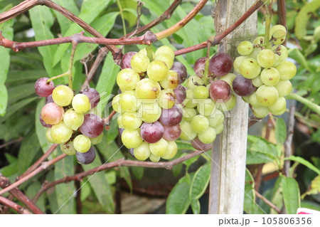 Grape on tree in farm for harvest 105806356