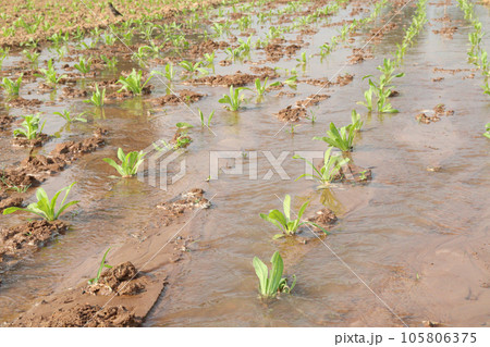 Calendula officinalis flower plant on field 105806375
