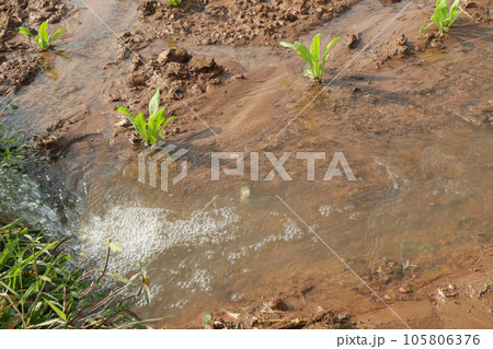 Calendula officinalis flower plant on field Calendula officinalis flower plant on field 105806376
