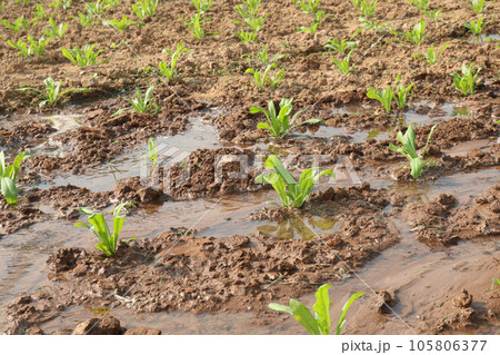 Calendula officinalis flower plant on field Calendula officinalis flower plant on field 105806377