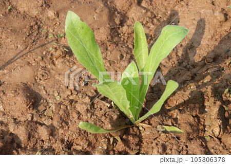 Calendula officinalis flower plant on field 105806378