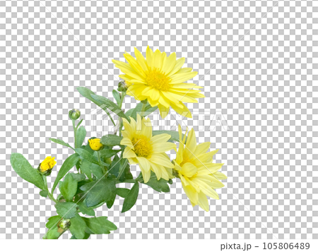 Gerbera flowers isolated on transparent background 105806489