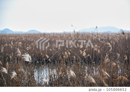 滋賀県近江八幡市の水郷の葦原を撮影 105806652