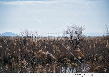 滋賀県近江八幡市の水郷の葦原を撮影 105806655
