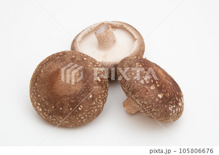 シイタケ（椎茸） 105806676