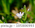 シャガ 105806993