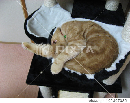 丸くなって寝る猫 丸くなって寝る猫 105807086