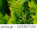 生け垣 105807102